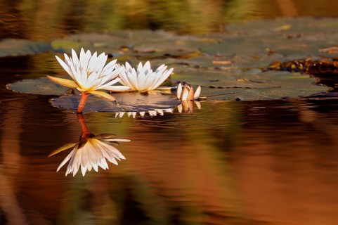 Waterlily