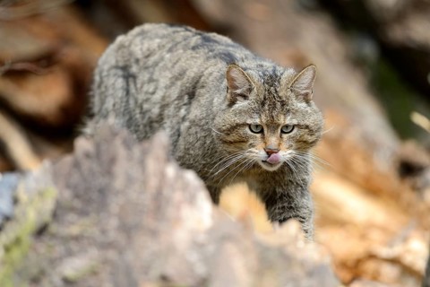 European Wildcat