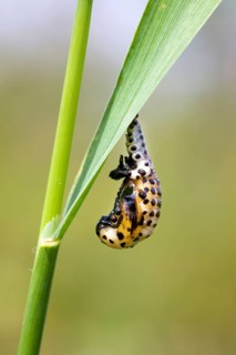 Ladybird
