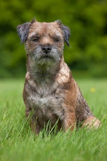 Border terrier