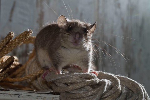 Fat dormouse