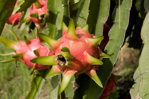 Dragon fruit