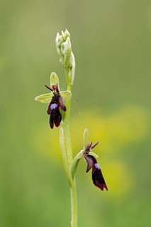 Fly orchid