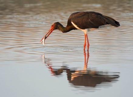 Black stork