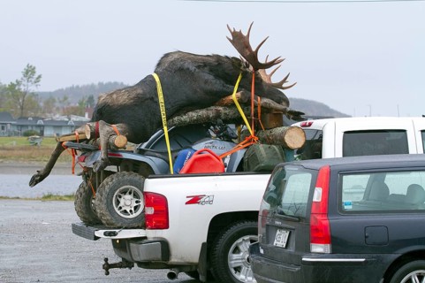 Moose