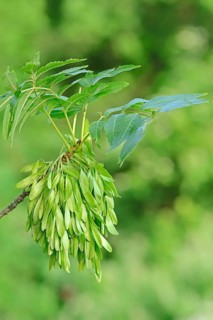 European ash