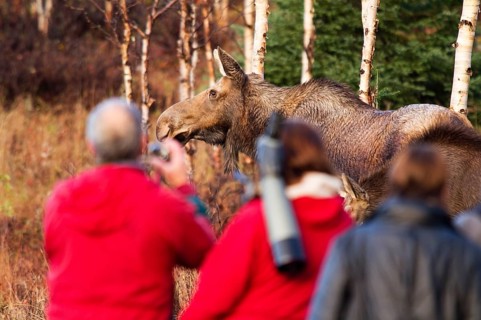 People watching Moose