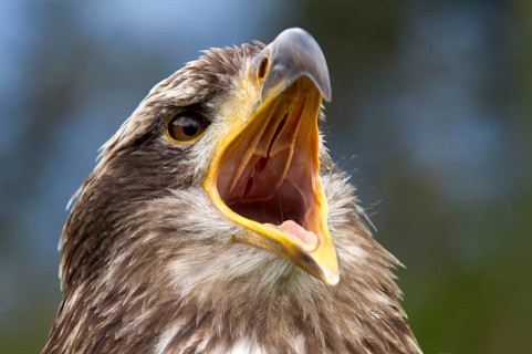 Black-chested Buzzard-Eagle