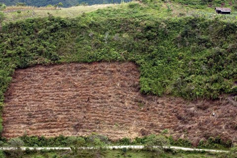 Deforestation of the cloud forest