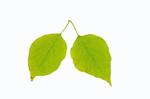 Osage orange