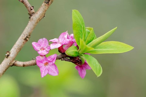February Daphne