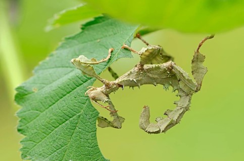 Walking Stick