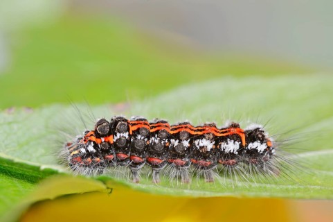 Yellow-tail