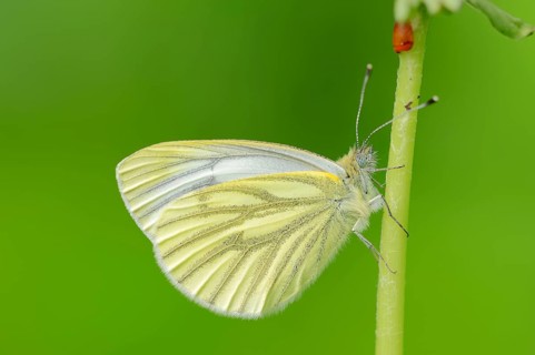 Green veined white