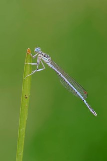 White-legged Damselfly