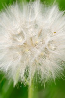 Western salsify
