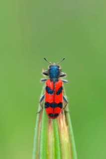Shaggy bee beetle