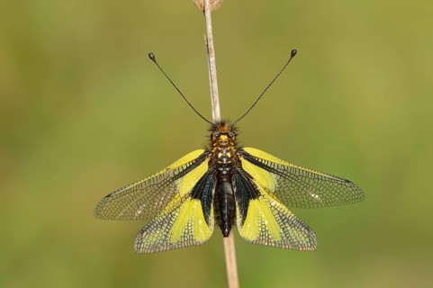 Owly Sulphur