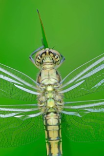 Black-tailed Skimmer