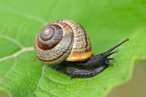 Copse snail