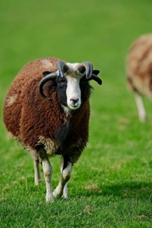 Jacob sheep