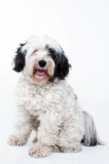 Tibetan Terrier