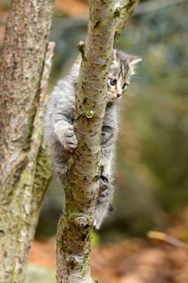 European Wildcat