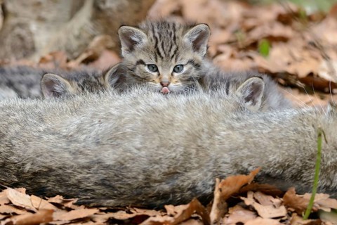 Common Wild Cat