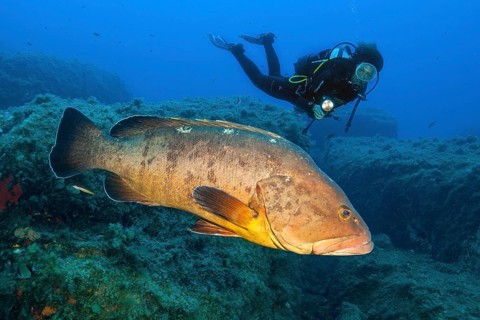 Diver swimming next to and looking at Dusky Grouper