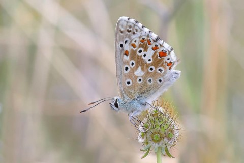 Baton blue