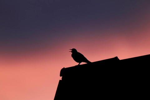 Blackbird