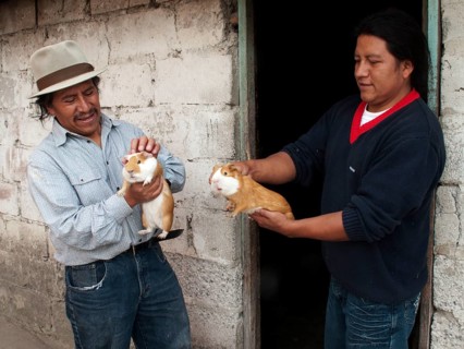 Man buying guinea pigs