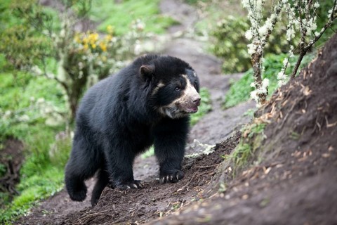 Spectacled Bear