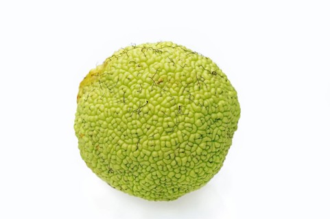 Hedge apple