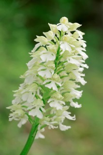 White phase