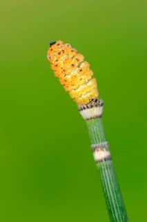 Winter horsetail