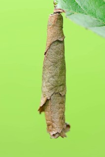 Birch Leaf-roller