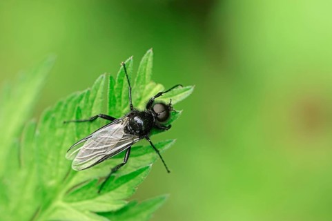 St Mark's Fly