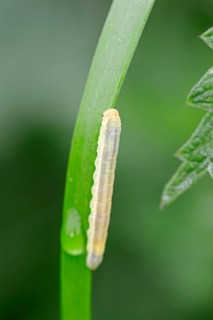 Sawfly