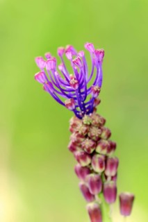 Tassel Hyacinth