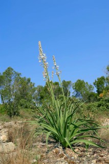 White asphodel