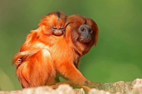 Golden Lion Tamarin with young