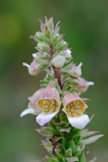 Woolly Foxglove