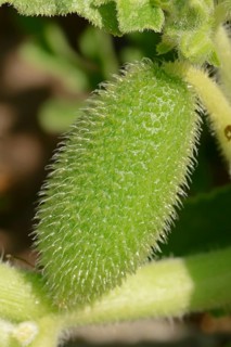 Squirting Cucumber