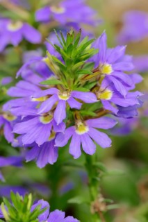 Fairy Fan-flower