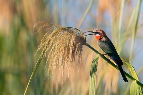White-fronted Bee-eater