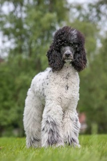 Large poodle