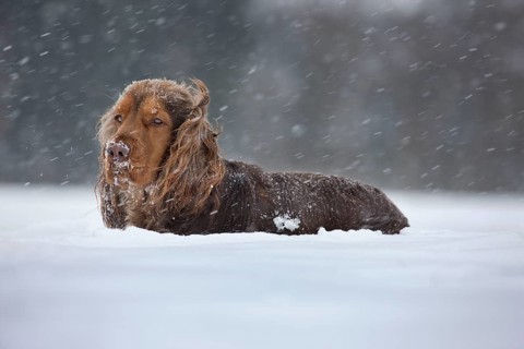 English Cocker Spaniel in deep snow