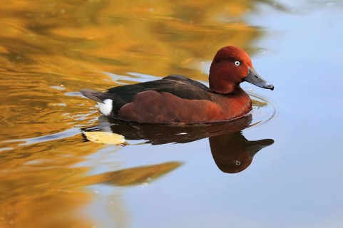Ferruginous duck