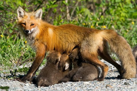 Red fox